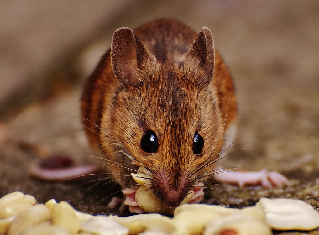 commercial rodent control in San Antonio