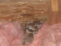 baby raccoons in San Antonio attic