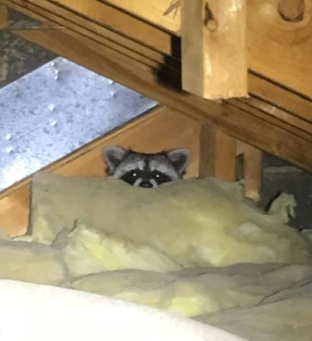 Raccoon Damage Control in San Antonio