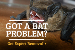 Bat help picture
